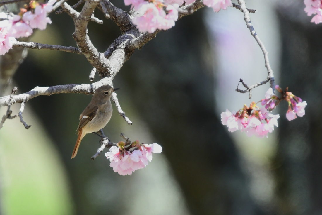 桜に　メジロとジョウビタキ_f0053272_21521149.jpg