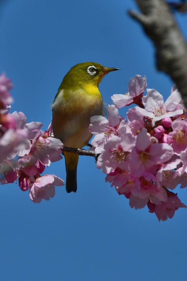 桜に メジロとジョウビタキ_f0053272_22105058.jpg