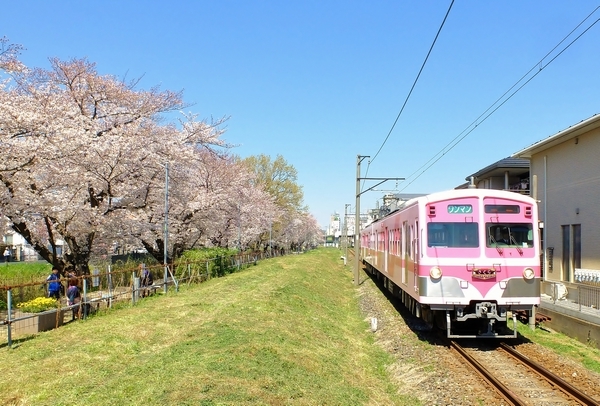 流鉄 桜並木とさくら号 ステラ