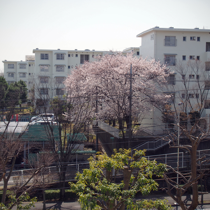 団地の桜。_a0146285_23063915.jpg