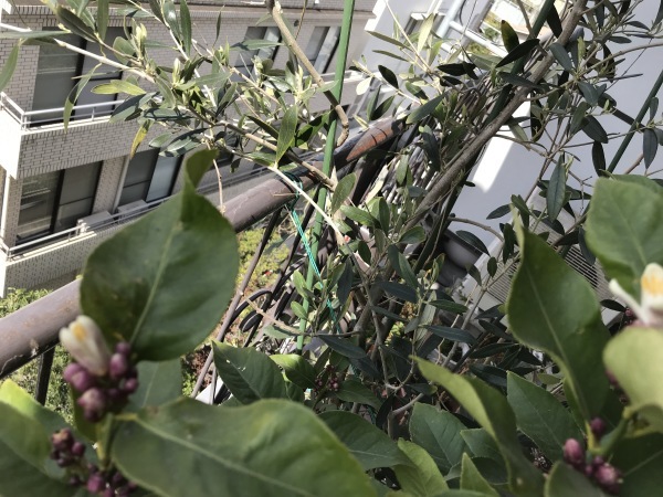 e0397389_11061819.jpeg