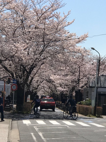 青山墓地の桜が満開でした。_e0397389_15241203.jpeg