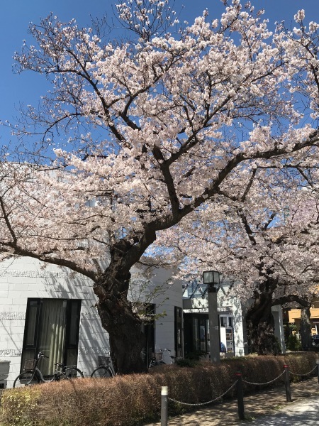 青山墓地の桜が満開でした。_e0397389_15243039.jpeg