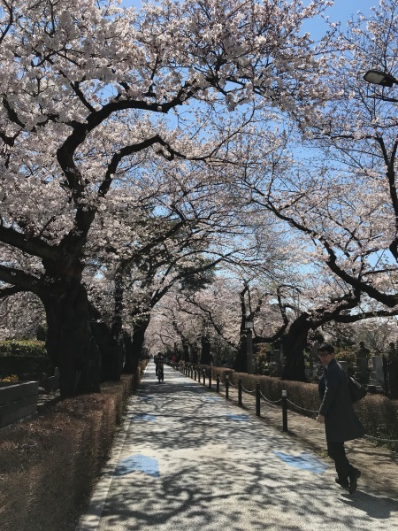 青山墓地の桜が満開でした。_e0397389_15243965.jpeg