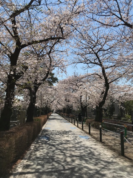 青山墓地の桜が満開でした。_e0397389_15244996.jpeg