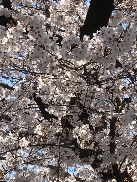 青山墓地の桜が満開でした。_e0397389_15251171.jpeg