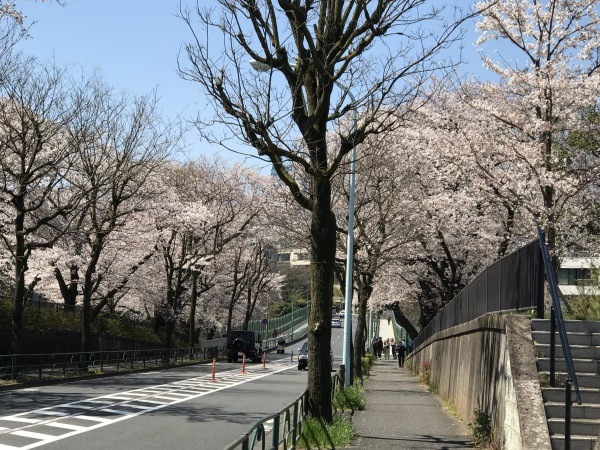 青山墓地の桜が満開でした。_e0397389_15274017.jpeg