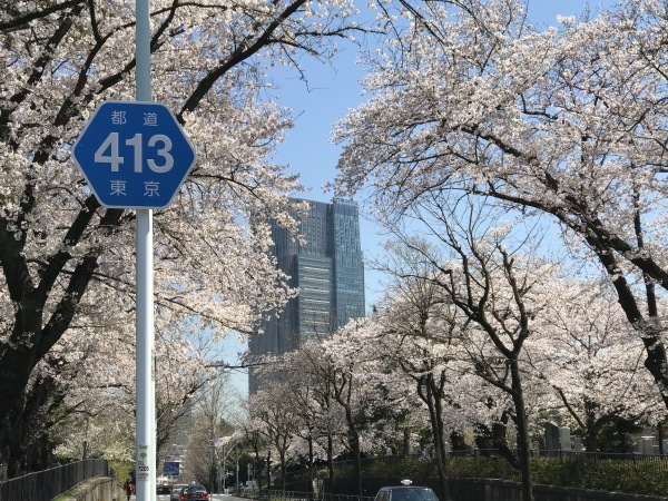 青山墓地の桜が満開でした。_e0397389_15274578.jpeg