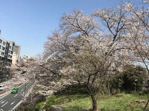 青山墓地の桜が満開でした。_e0397389_15275171.jpeg
