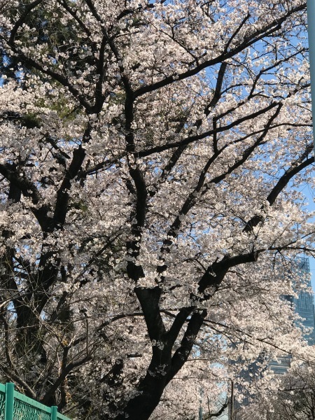 青山墓地の桜が満開でした。_e0397389_15275625.jpeg