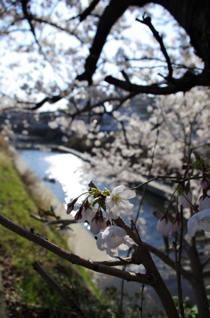 同じ桜を一眼レフで_e0167593_20591412.jpg