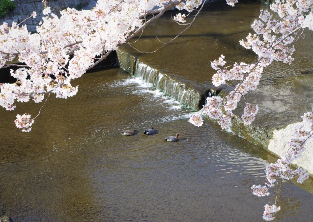 同じ桜を一眼レフで_e0167593_20594811.jpg