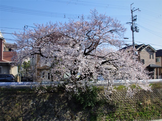 同じ桜を一眼レフで_e0167593_20595527.jpg