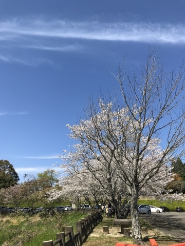 桜_f0165294_09585769.jpeg