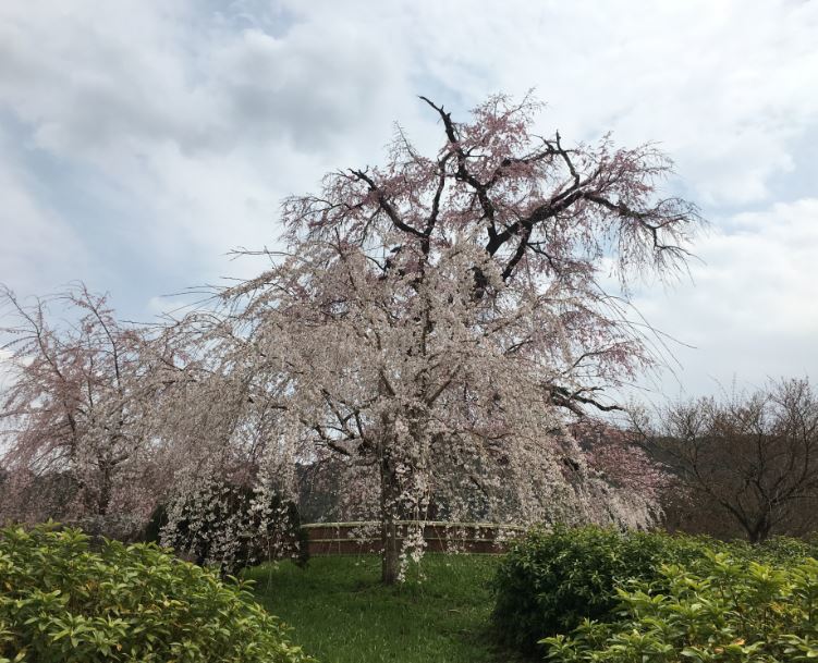 2019/4/6 京都観桜ラン　その4（産寧坂～円山公園）_b0362900_18463828.jpg