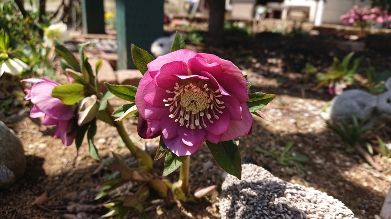 芝焼きとやっと芽を出したもの_c0320302_12424705.jpg