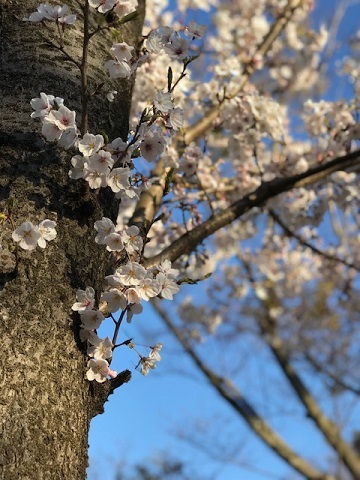 ちびさんとお花見_f0242002_18383081.jpg