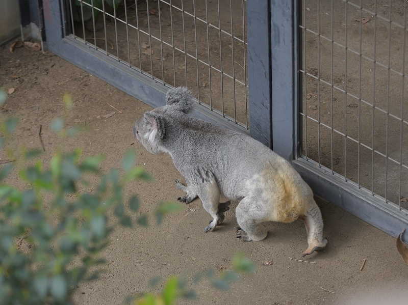 ピノはまだまだ外コアラ、出かけていくよ外コアラ_a0164204_13563076.jpg