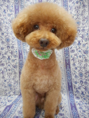 トイ プードルのワッフルちゃん アフロ カットで今日も可愛いネ ふぉるむm A 千葉市 トリミングサロン 犬の美容室 千葉県 千葉市 花見川区 ペットサロン 検見川町3 340 18 ワンちゃんのカットハウス 千葉043 301 2995 10 00 19 00 トイ プードルのワッフルちゃん アフロ カットで今日も可愛いネ ふぉるむm A 千葉市 トリミングサロン 犬の美容室 千葉県 千葉市 花見川区 ペットサロン 検見川町3 340 18 ワンちゃんのカットハウス 千葉043 301 2995 10 00 19 00