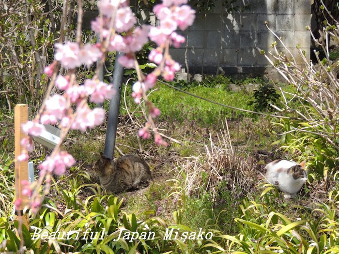 枝垂れ桜の咲く下にﾟ☆､･：`☆･･ﾟ･ﾟ☆。。黄梅院　飯田市_c0067206_22164318.jpg