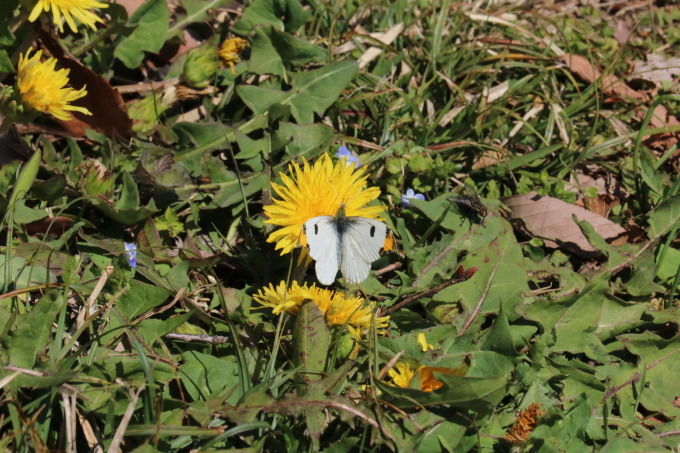 埼玉中部　                        ツマキチョウ開翅2019/04/04②_d0251807_08414553.jpg