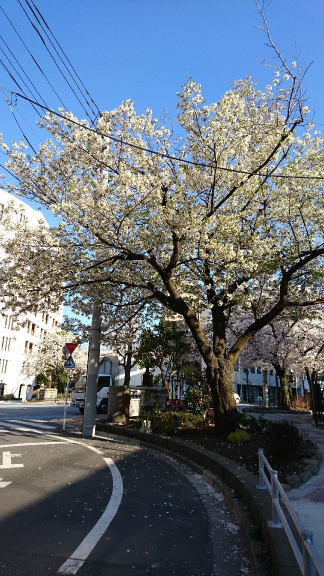 お花見散歩と明日の告知_a0228408_13120690.jpg