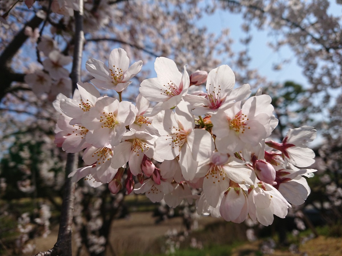 4/6  東京の桜2019 @都立武蔵野の森公園_b0042308_10481183.jpg
