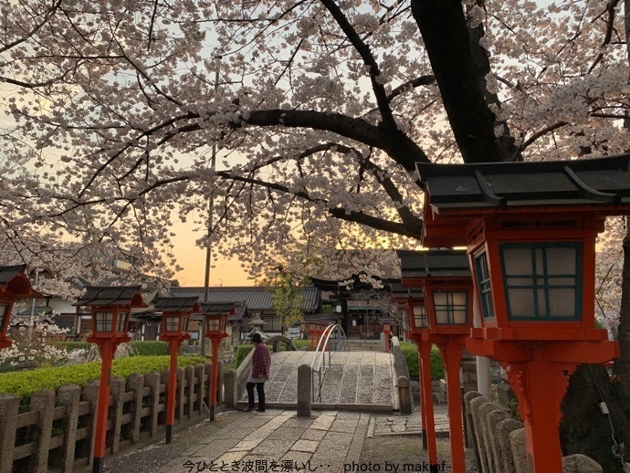 桜が満開_b0045109_10043946.jpeg