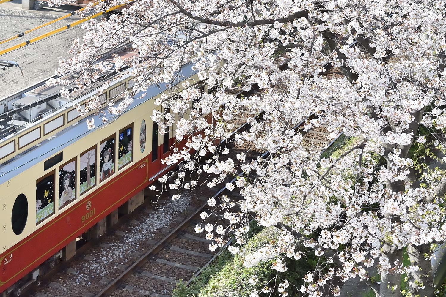 東京都交通局 9000形 9001号 東京さくらトラム記念号 19 Sky Lounge Garden Transporter Side