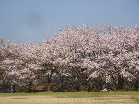 西条市小松中央公園の桜と「さくら さくら」…2019/4/6_f0231709_22193180.jpg