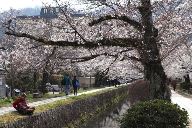 哲学の道　満開_e0048413_09223555.jpg