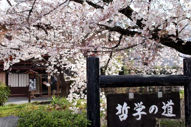 哲学の道　満開_e0048413_09224375.jpg