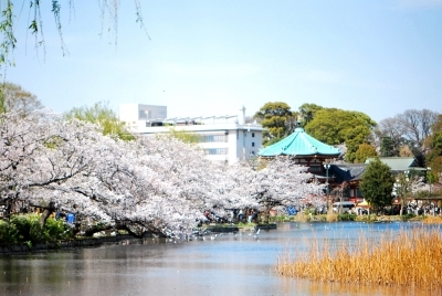 上野公園の桜_f0200114_00401594.jpg