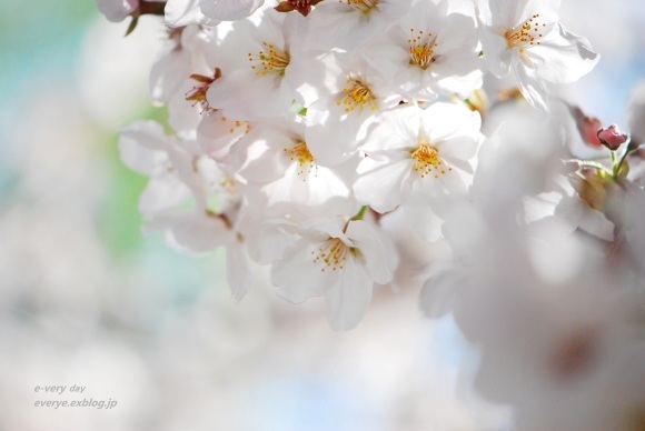 上野公園の桜_f0200114_00404634.jpg