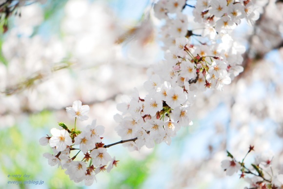 上野公園の桜_f0200114_00411053.jpg