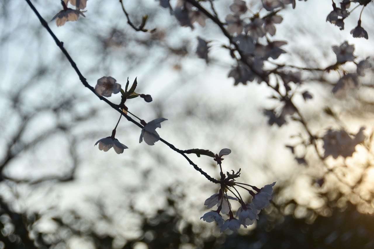 桜　2019　中央公園_d0065116_20391387.jpg