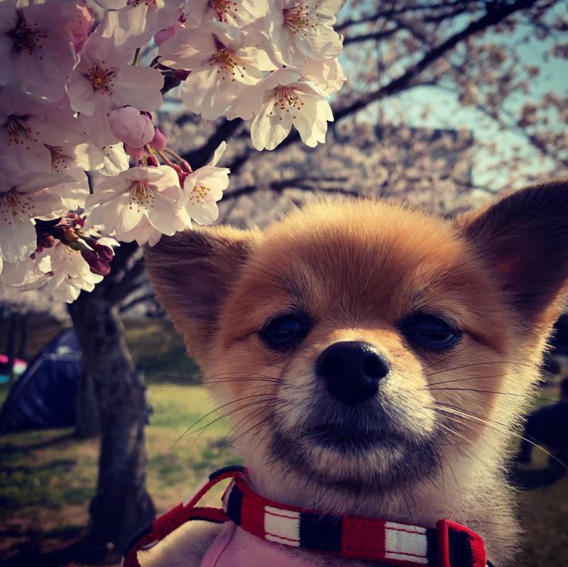 family☆令和元年の桜_c0084419_21134519.jpg