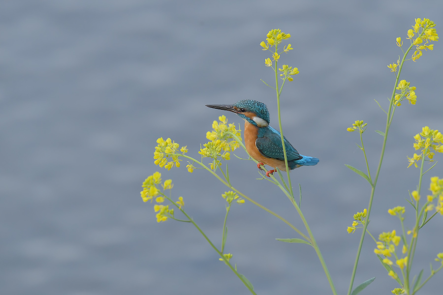 190406 川雄菜の花に・ピラ池水出_c0278820_17414189.jpg