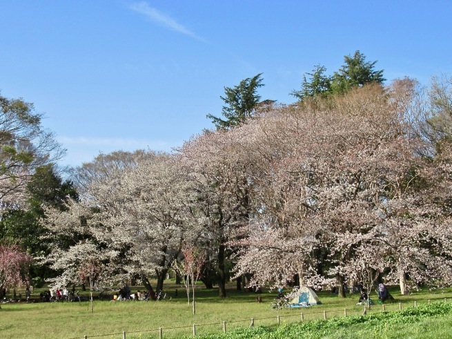 小金井公園の桜。_d0352022_19074701.jpg