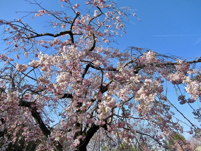 小金井公園の桜。_d0352022_19075216.jpg