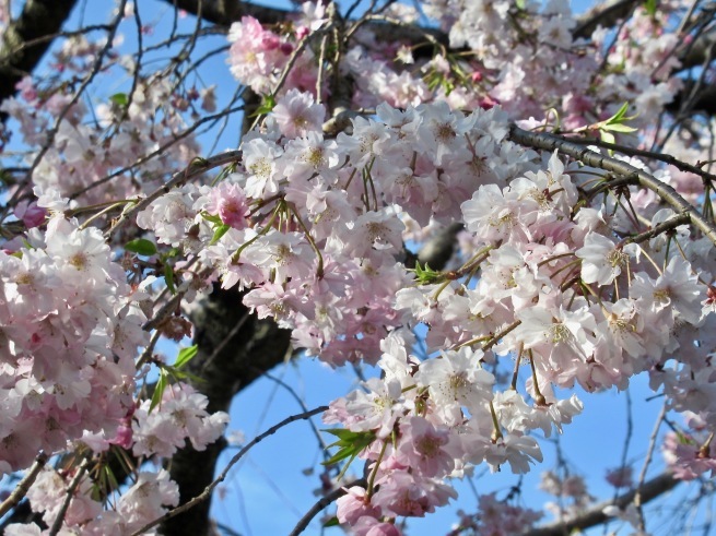 小金井公園の桜。_d0352022_19075623.jpg