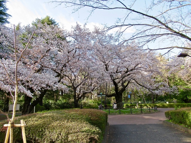 小金井公園の桜。_d0352022_19080069.jpg