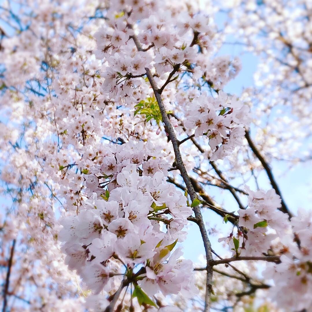 早朝の桜と 可愛い生徒さん 花雑貨店 Breath Garden Kiko S Diary 早朝の桜と 可愛い生徒さん 花雑貨店 Breath Garden Kiko S Diary