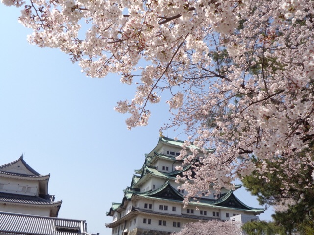 名古屋城の桜吹雪_d0161928_19065363.jpeg