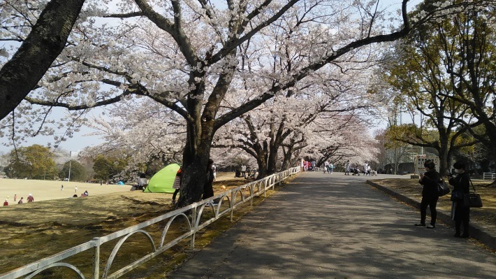 三日連続花見に行きました（今日は三日目）_c0315233_15164417.jpg