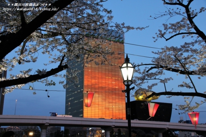 隅田川の桜橋花まつりの夜桜見物に出かけました(^^♪_e0052135_12130524.jpg