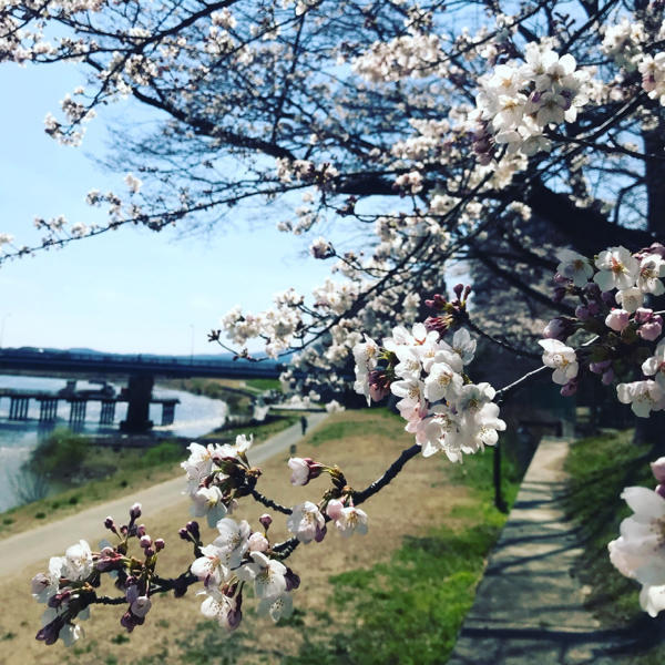 平成最後の福島の桜が開花！…やっと本当の春が来ました(^^)_d0101436_10040309.jpg