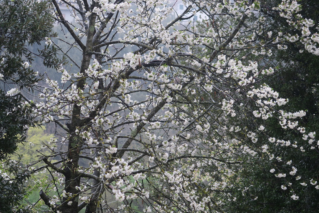 白い桜オリーブ園で咲くイタリア_f0234936_195230.jpg