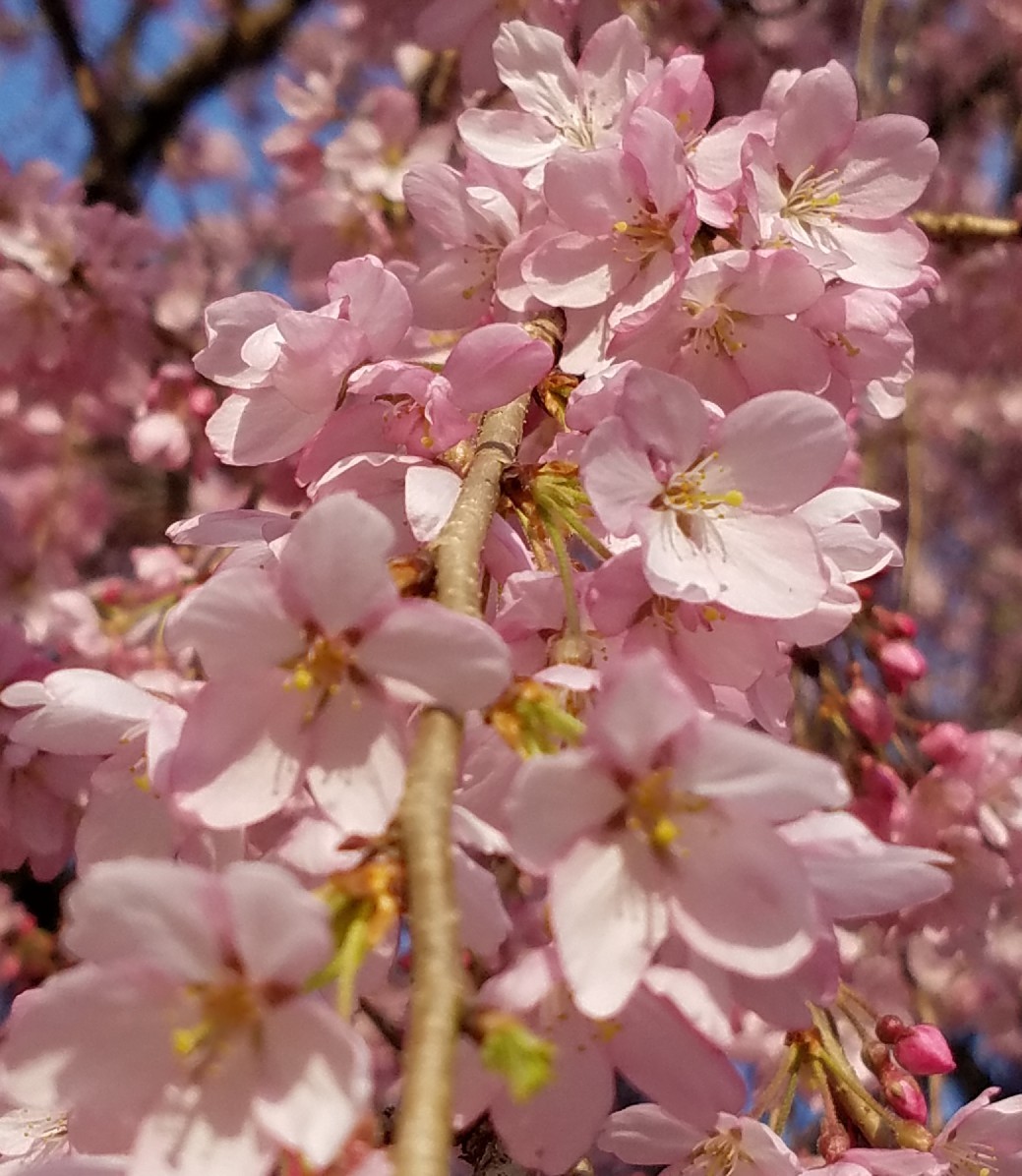 大好きな桜_f0330437_23122869.jpg