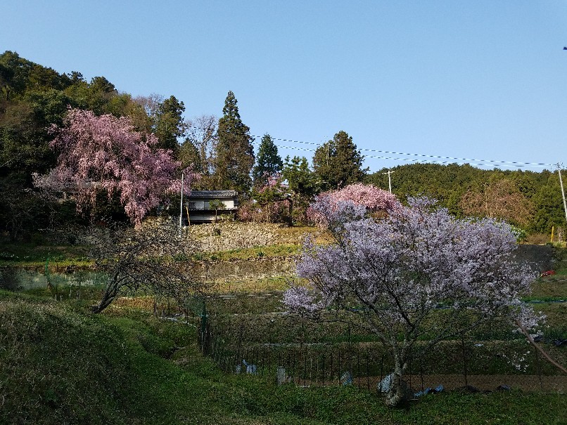 大好きな桜_f0330437_23141008.jpg